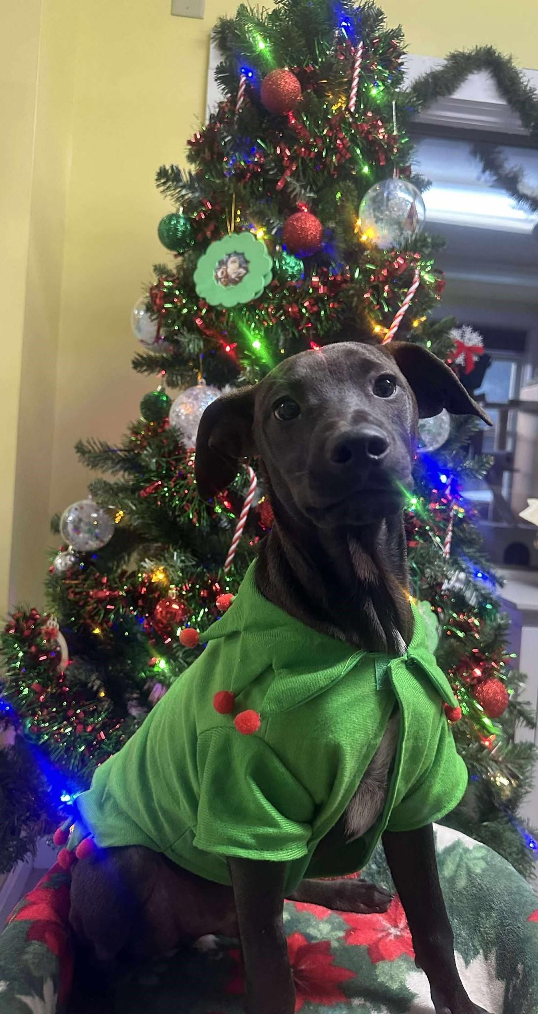 Enlarge Donnie Darco, a ADOPTABLE Mixed Breed in Springfield, VT image 2/5