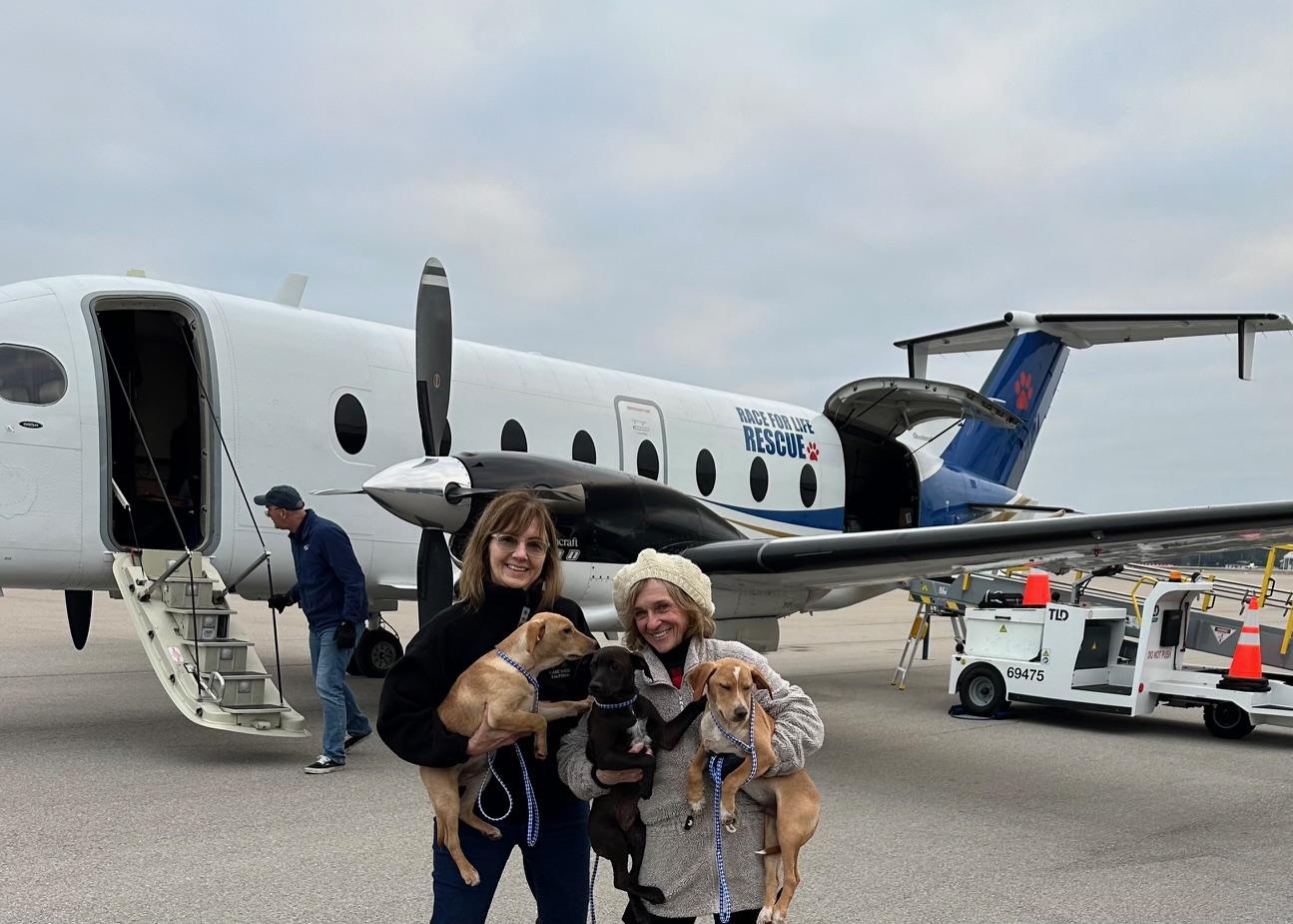 Enlarge Donnie Darco, a ADOPTABLE Mixed Breed in Springfield, VT image 4/5