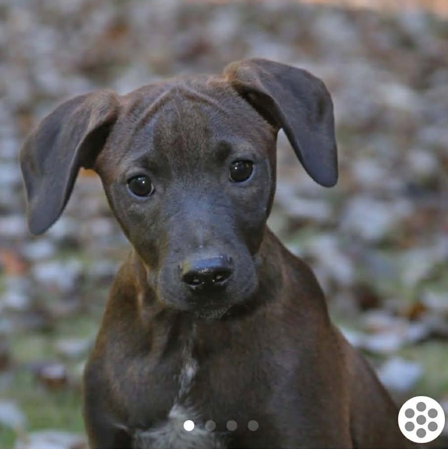 Enlarge Donnie Darco, a ADOPTABLE Mixed Breed in Springfield, VT image 1/5