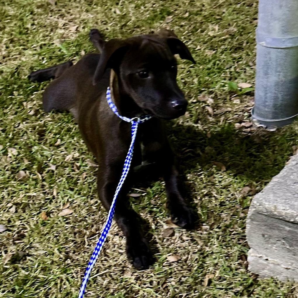 Enlarge Donnie Darco, a ADOPTABLE Mixed Breed in Springfield, VT image 3/5