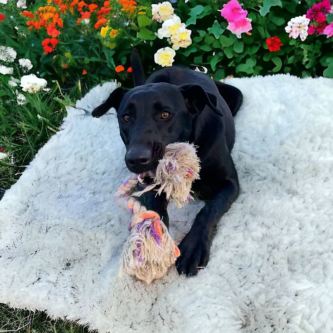 Nova, Young Female Labrador Retriever