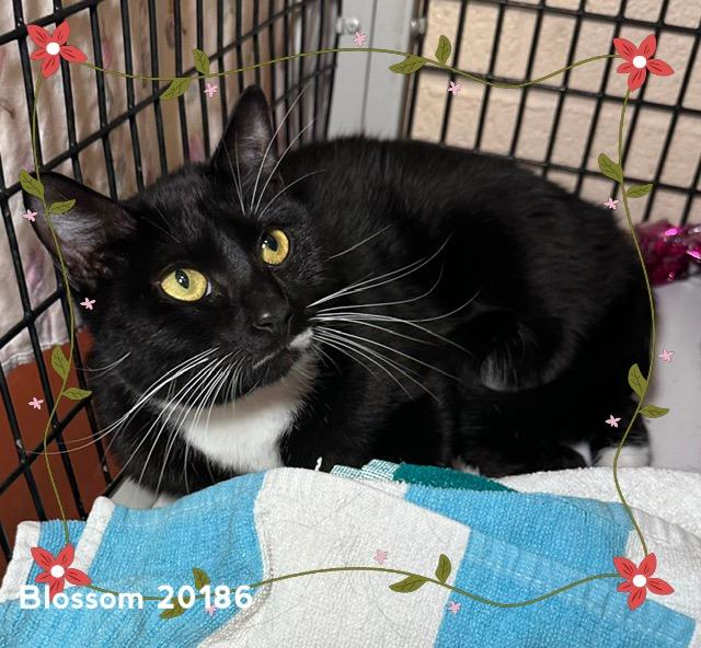 Enlarge BLOSSOM (see BUBBLES), a ADOPTABLE Domestic Short Hair in Marietta, GA image 2/3
