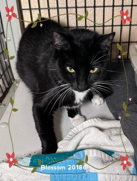 Enlarge BLOSSOM (see BUBBLES), a ADOPTABLE Domestic Short Hair in Marietta, GA image 3/3