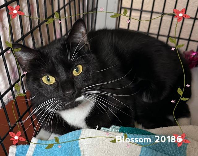 BLOSSOM (see BUBBLES), ADOPTABLE, Young Female Domestic Short Hair.