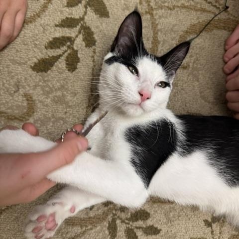 Enlarge Atari, a Adopted Domestic Short Hair in Portland, OR image 6/6
