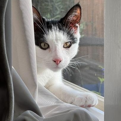 Enlarge Atari, a Adopted Domestic Short Hair in Portland, OR image 2/6