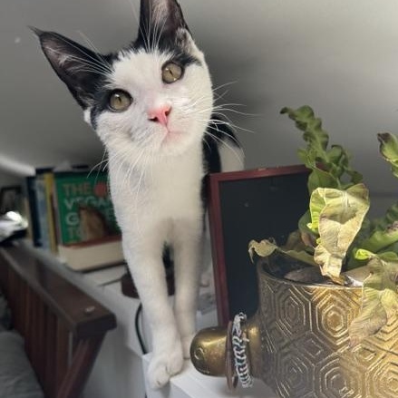 Enlarge Atari, a Adopted Domestic Short Hair in Portland, OR image 1/6