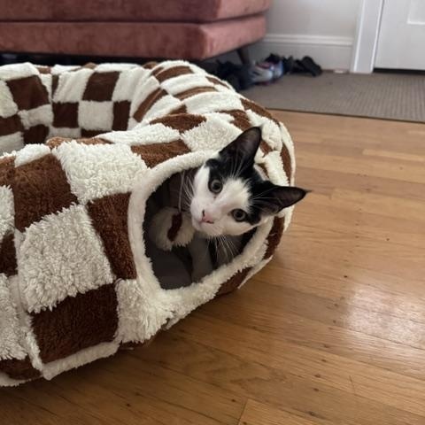 Enlarge Atari, a Adopted Domestic Short Hair in Portland, OR image 4/6