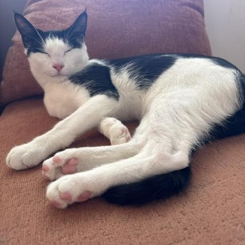 Enlarge Atari, a Adopted Domestic Short Hair in Portland, OR image 5/6