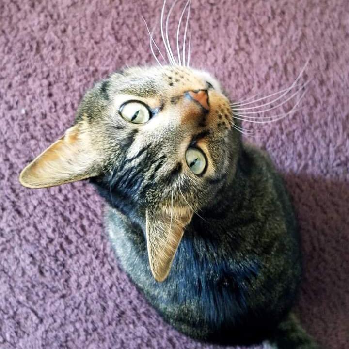 Jerry, Adoptable, Senior Male Domestic Short Hair.
