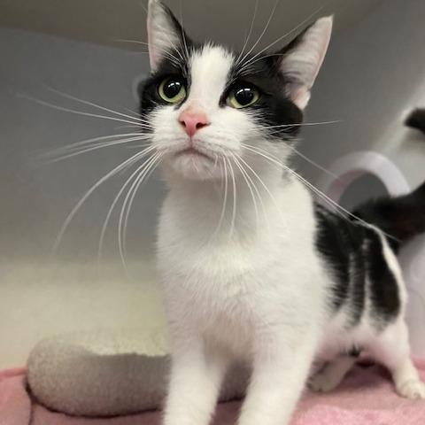 Enlarge Essay, a Adoptable Domestic Short Hair in Dayton, OH image 1/3