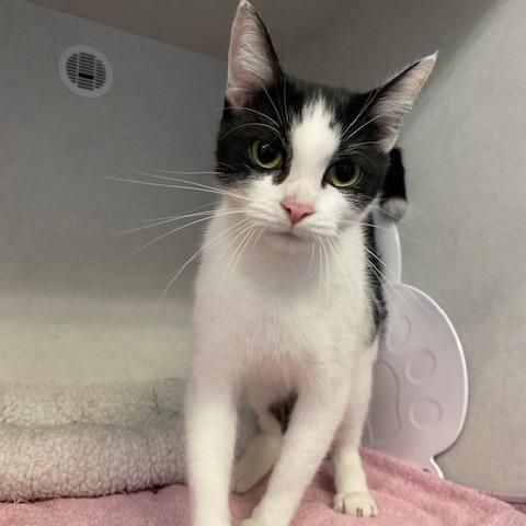 Enlarge Essay, a Adoptable Domestic Short Hair in Dayton, OH image 2/3