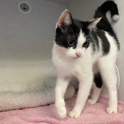 Enlarge Essay, a Adoptable Domestic Short Hair in Dayton, OH image 3/3