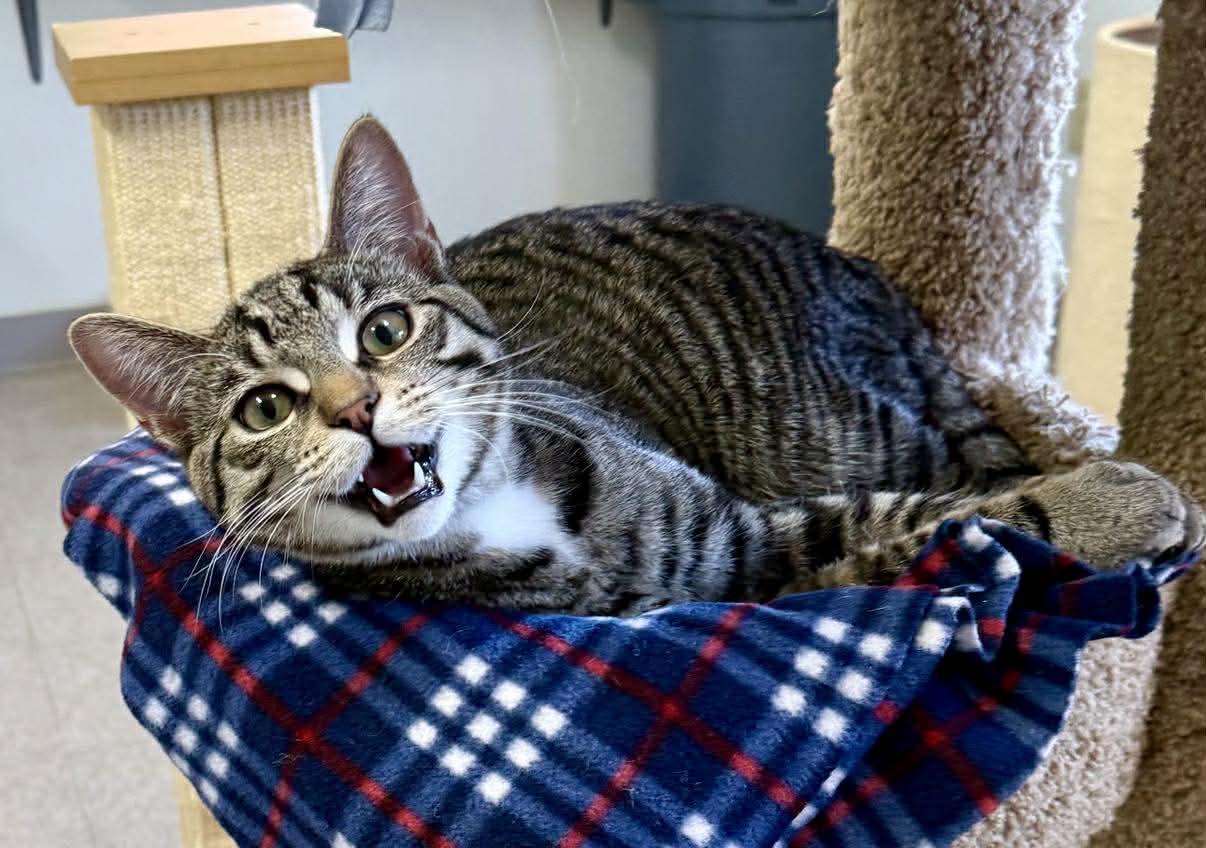 Jelly Bean, adopted, Kitten Male Domestic Short Hair.