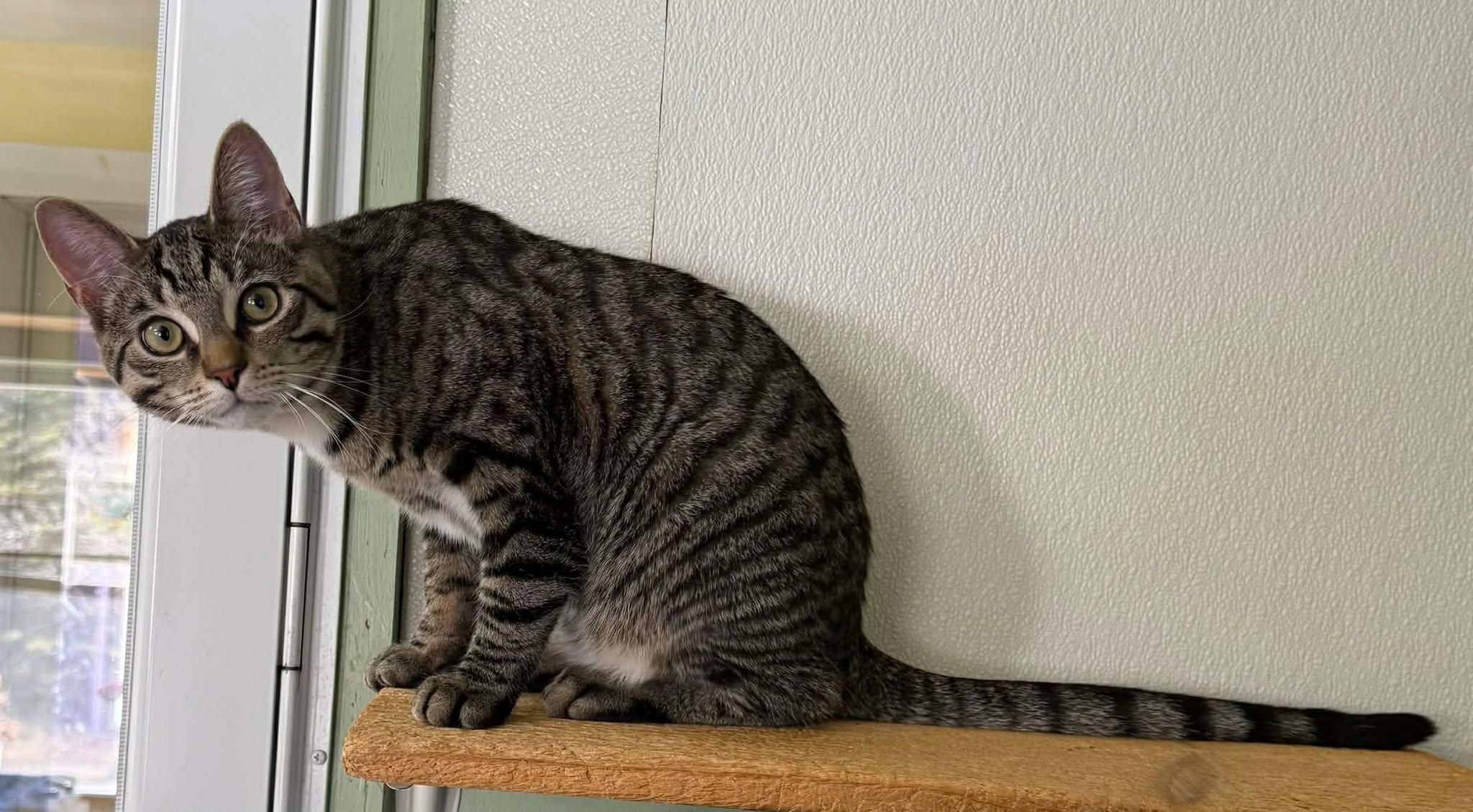 Enlarge Jelly Bean, an adopted Domestic Short Hair in Springfield, VT image 2/4