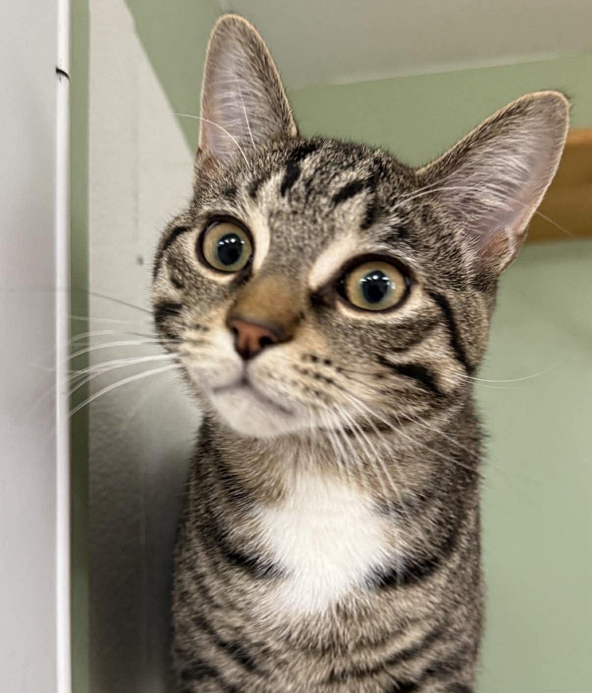 Enlarge Jelly Bean, an adopted Domestic Short Hair in Springfield, VT image 4/4