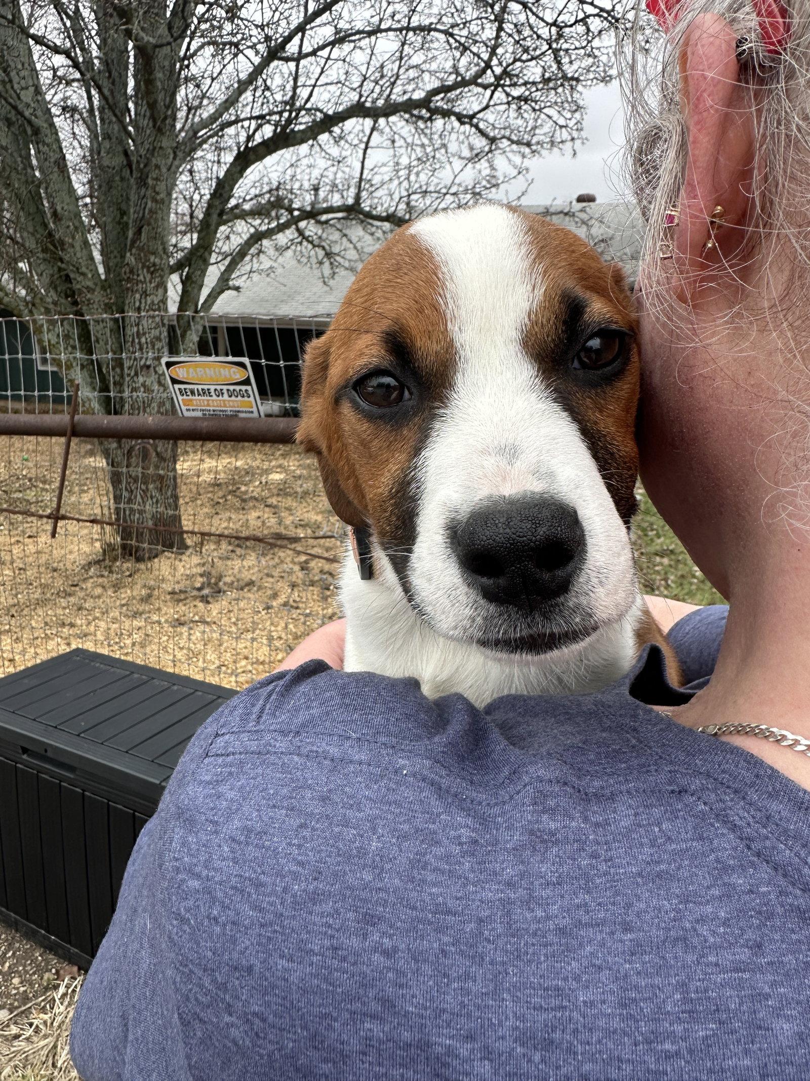 Beth, Adopted, Puppy Female Border Collie & Boxer.