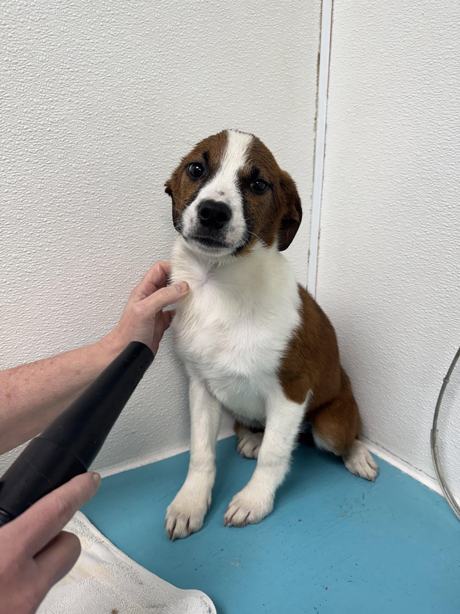 Enlarge Beth, a Adopted mixed breed in Merriam, KS image 3/3