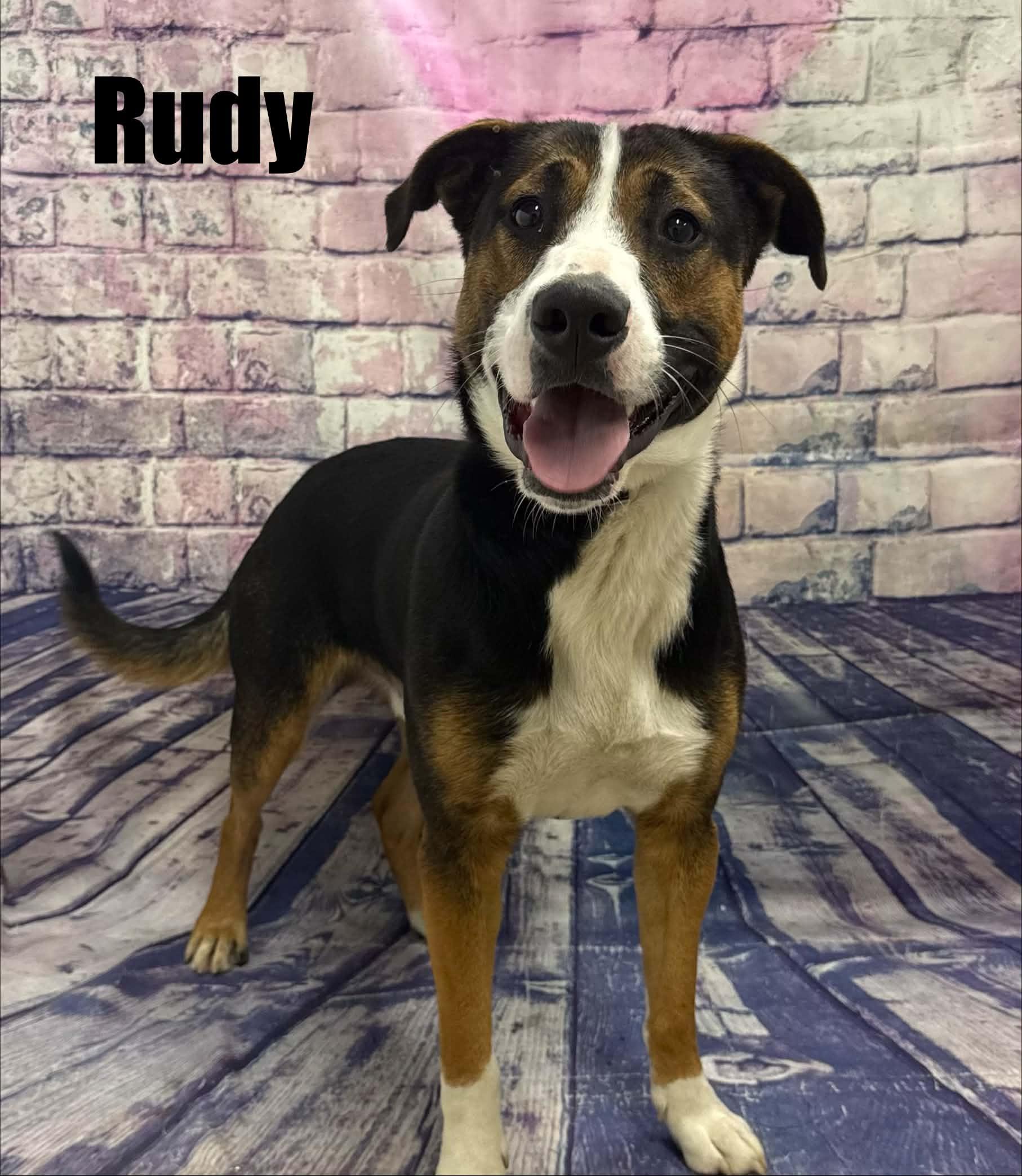 Enlarge Rudy, a Adoptable mixed breed in Quincy, MI image 3/5