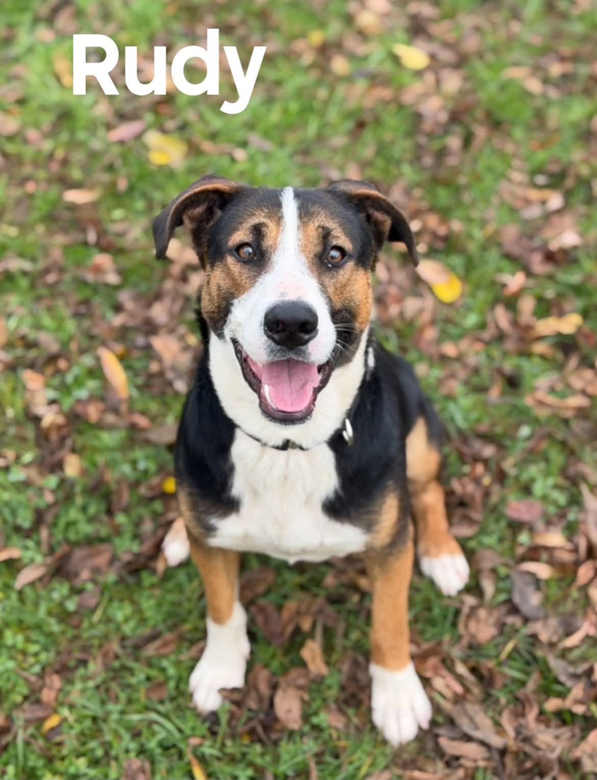 Enlarge Rudy, a Adoptable mixed breed in Quincy, MI image 5/5