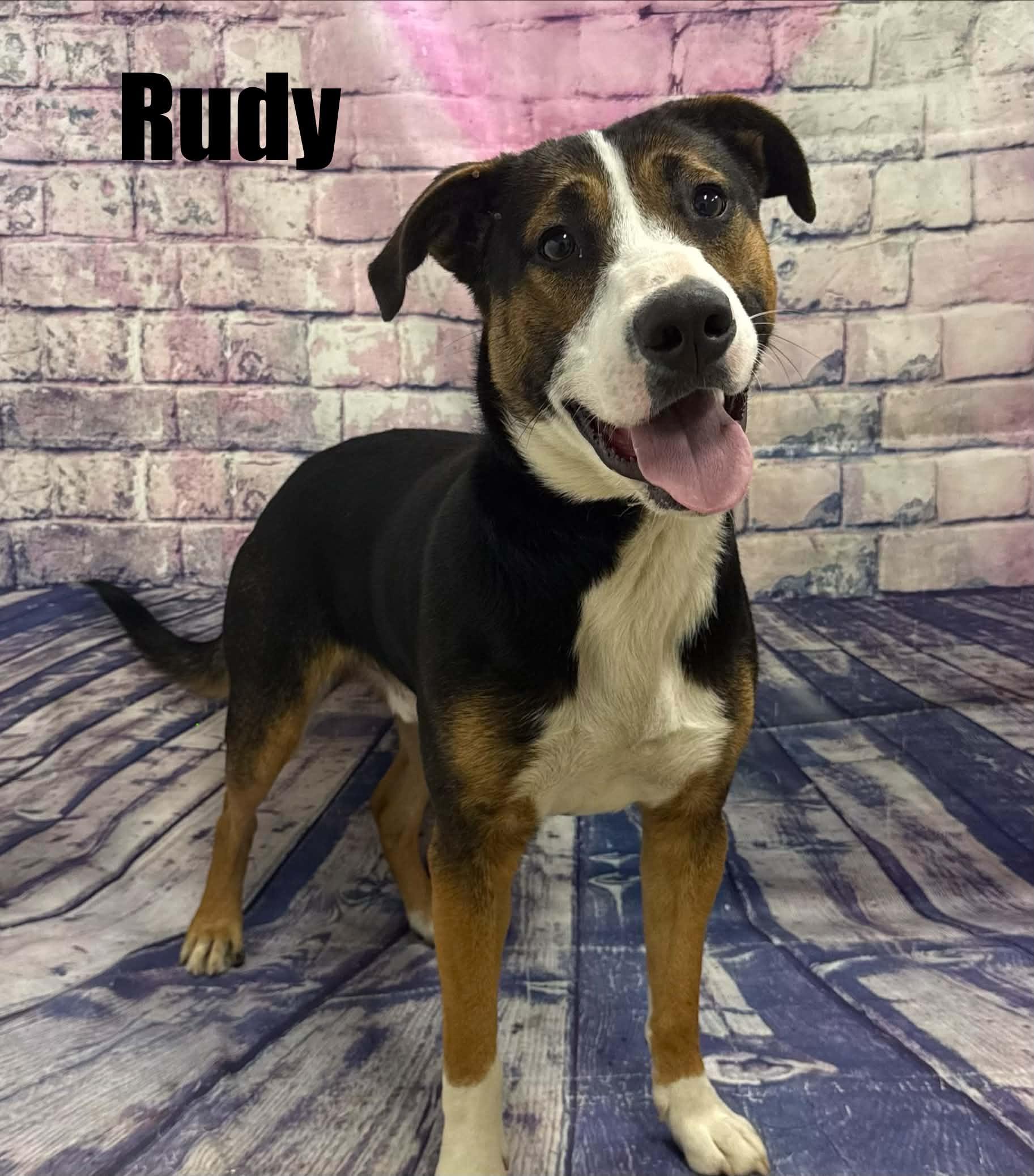 Rudy, Adoptable, Young Male Beagle & Australian Shepherd.