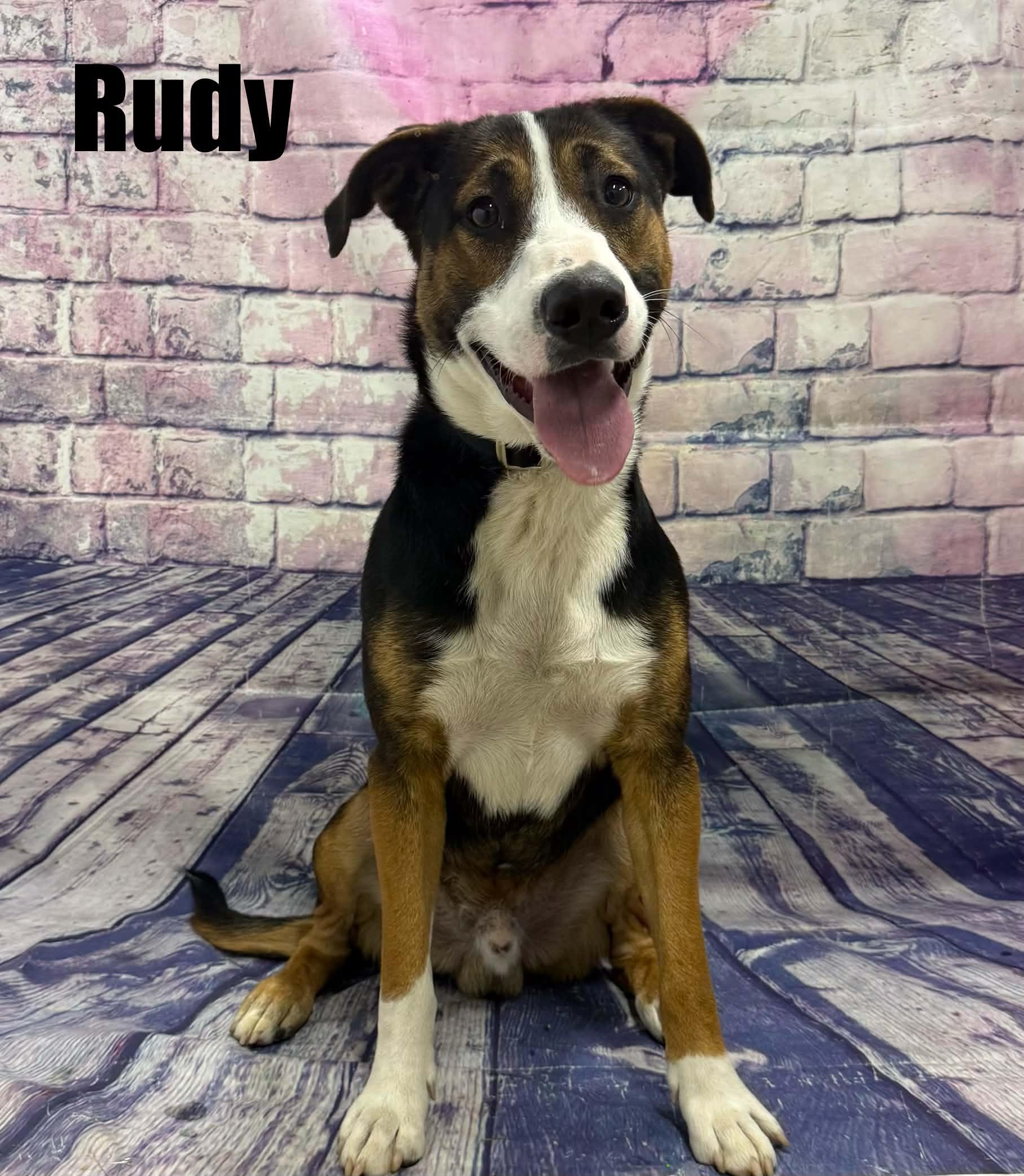 Enlarge Rudy, a Adoptable mixed breed in Quincy, MI image 4/5