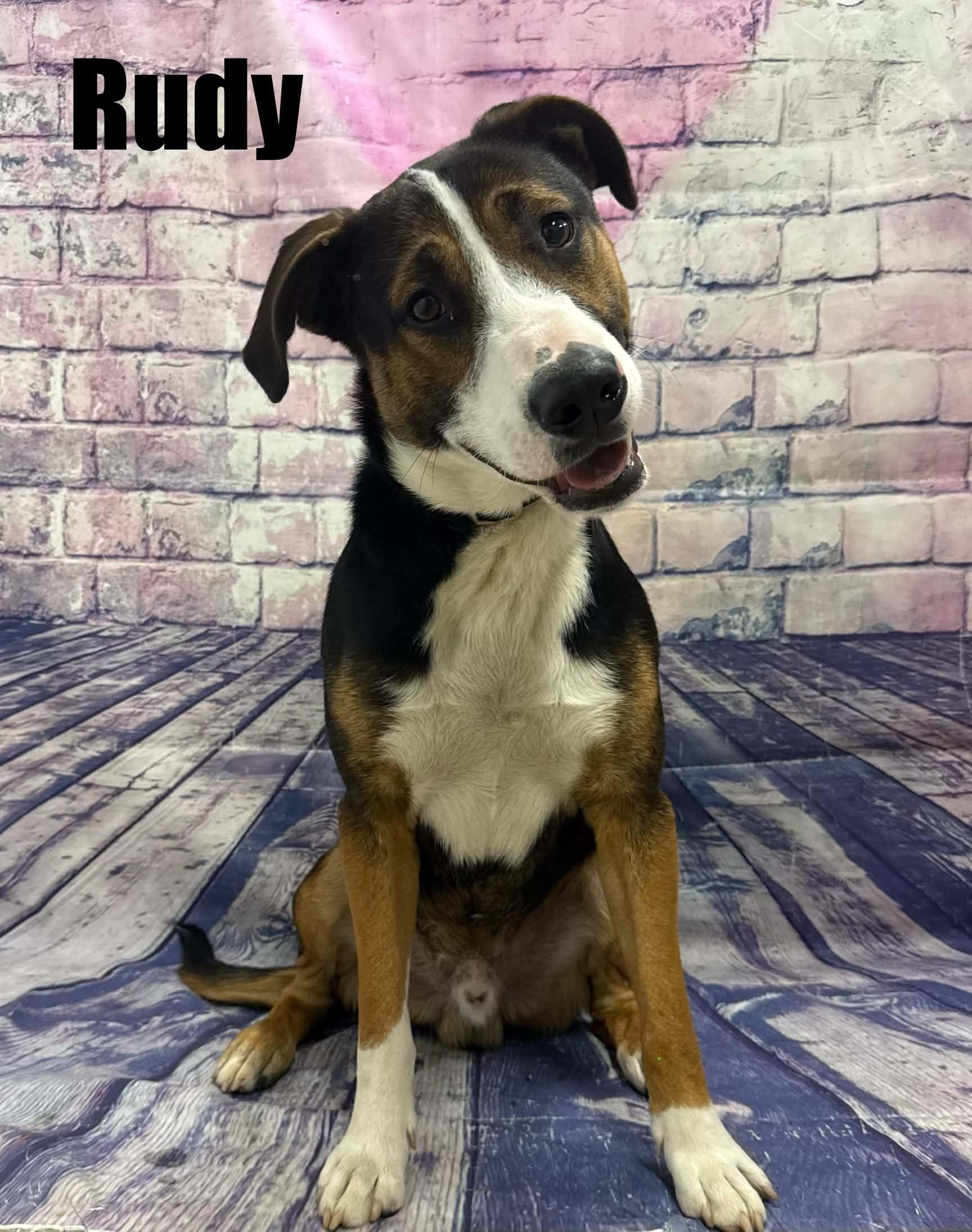 Enlarge Rudy, a Adoptable mixed breed in Quincy, MI image 2/5