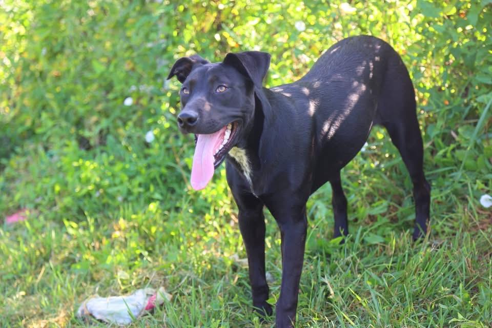 Sweet Pea, ADOPTABLE, Young Female Black Labrador Retriever.