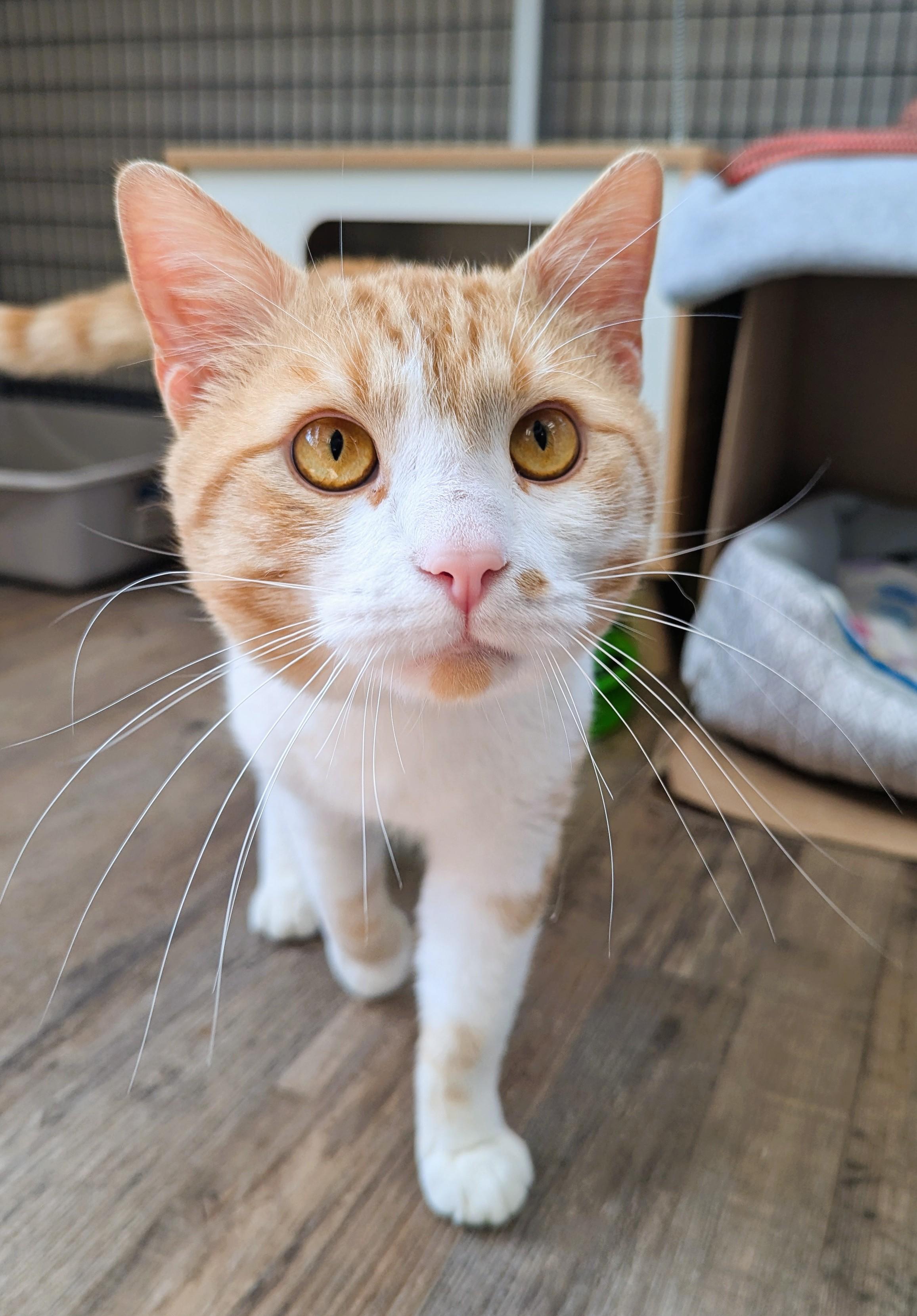 Switch, an adoptable Domestic Short Hair in Oconto, WI, 54153 | Photo Image 1