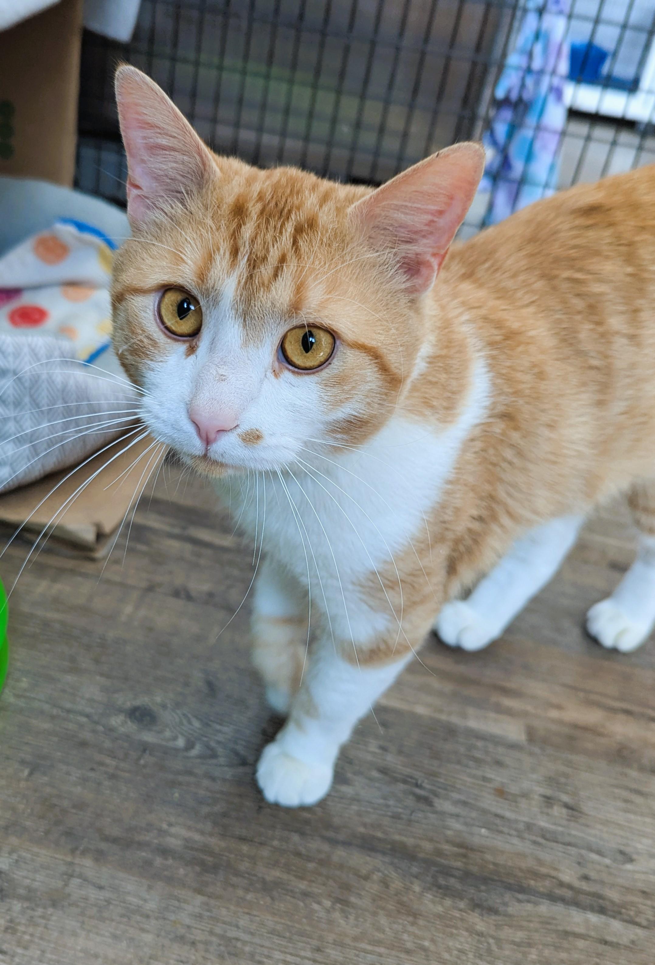 Switch, an adoptable Domestic Short Hair in Oconto, WI, 54153 | Photo Image 2