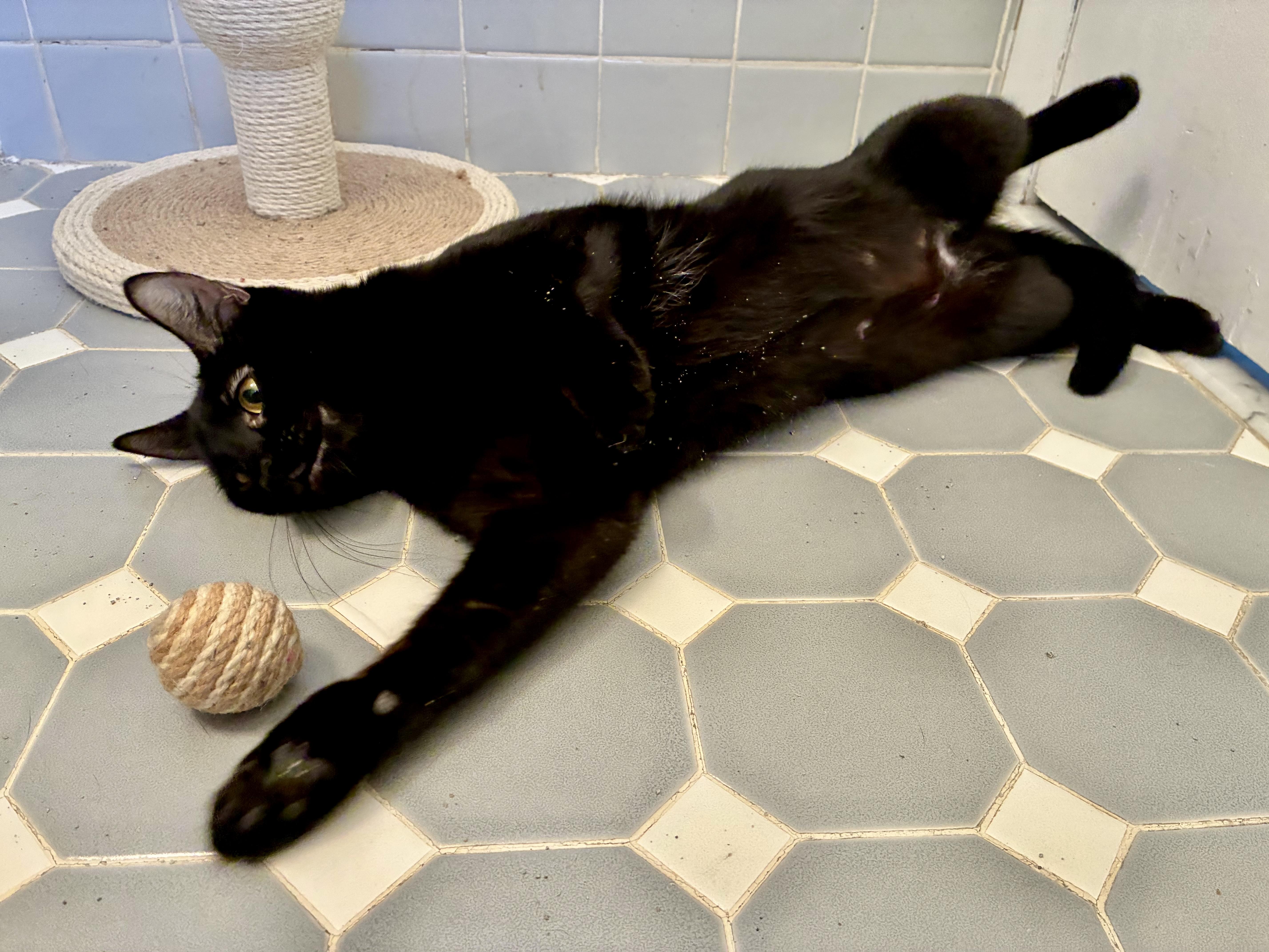 Lucy, a ADOPTABLE Domestic Short Hair in River Edge, NJ image 3/6