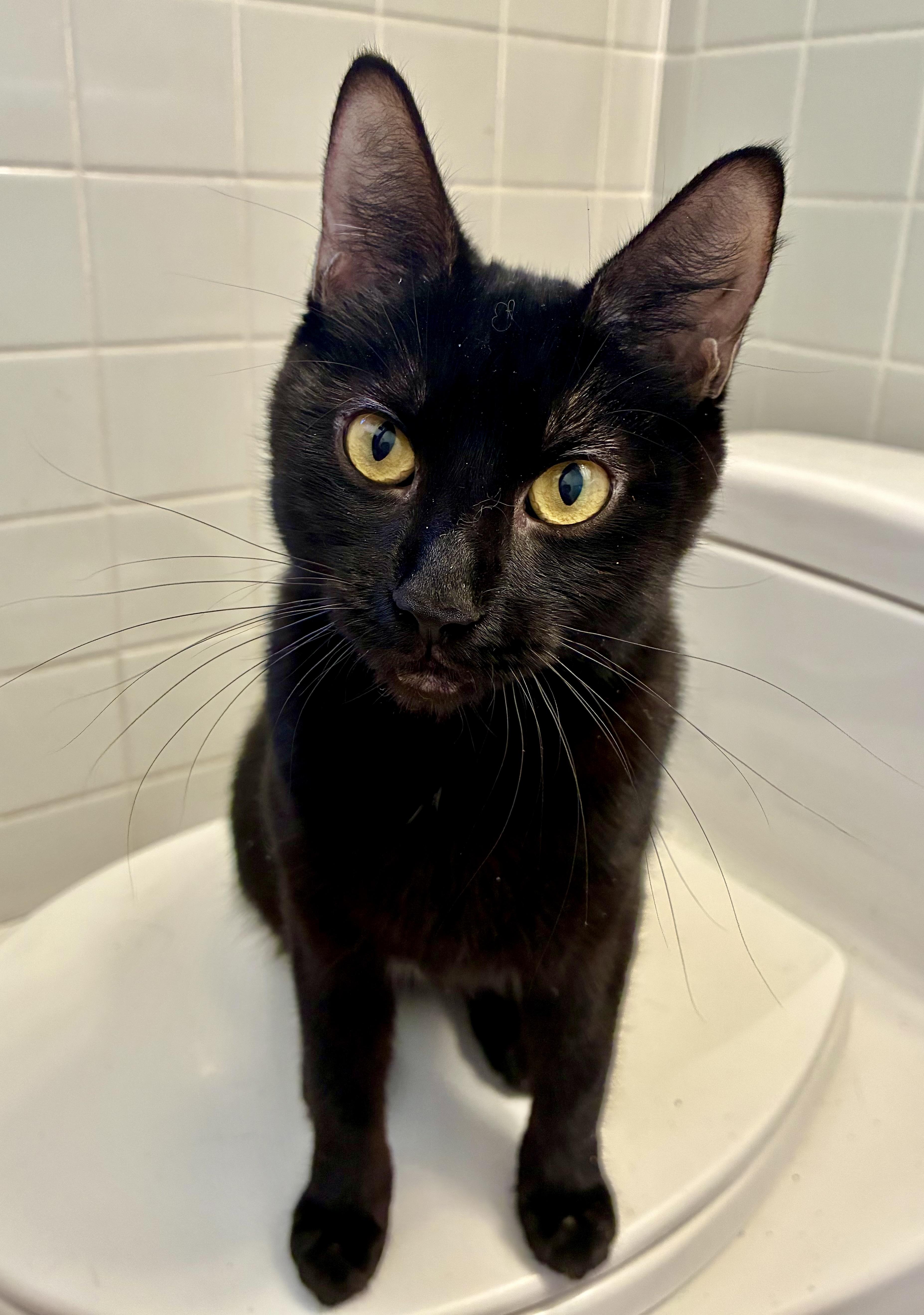 Lucy, a ADOPTABLE Domestic Short Hair in River Edge, NJ image 5/6