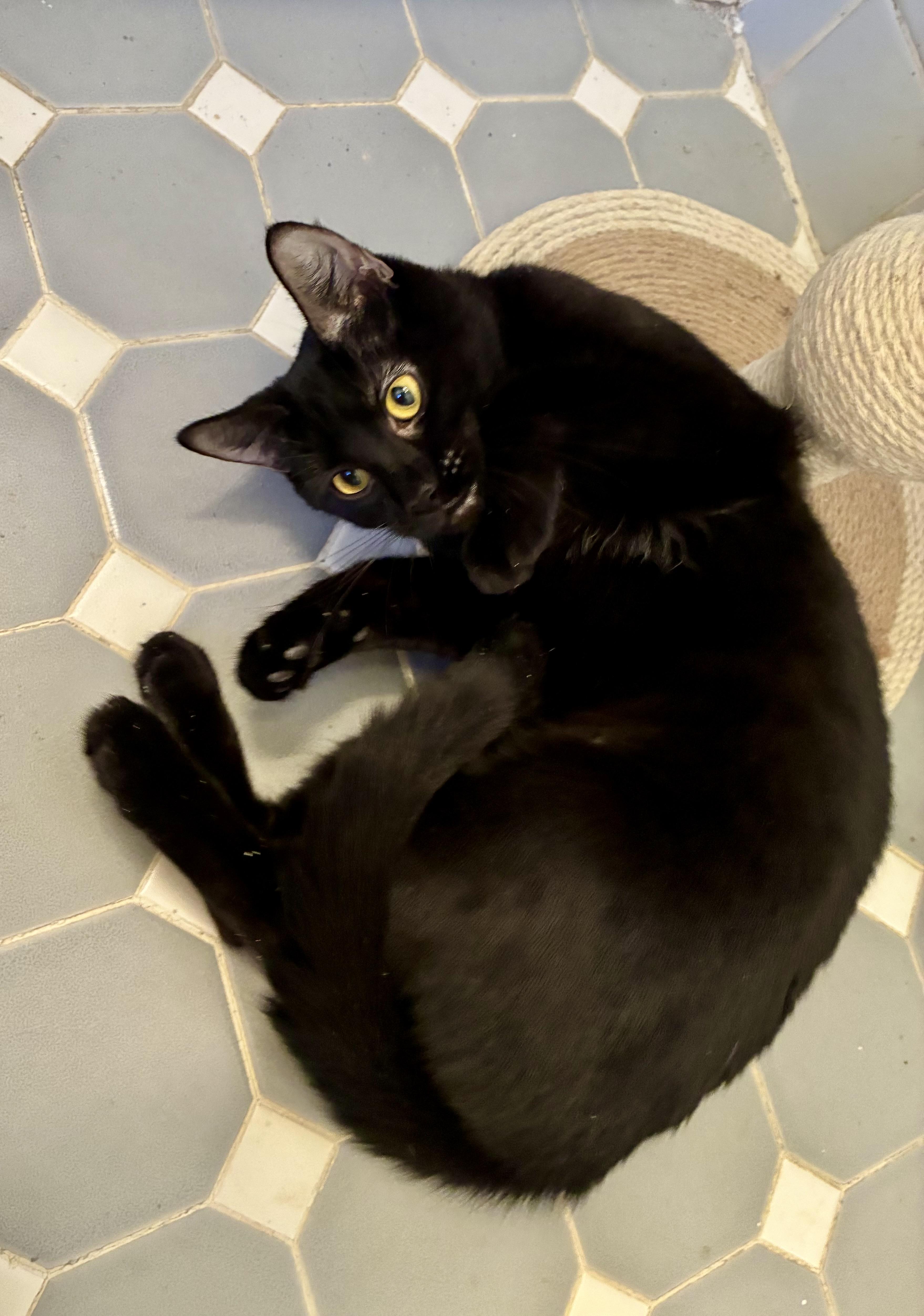 Lucy, a ADOPTABLE Domestic Short Hair in River Edge, NJ image 4/6