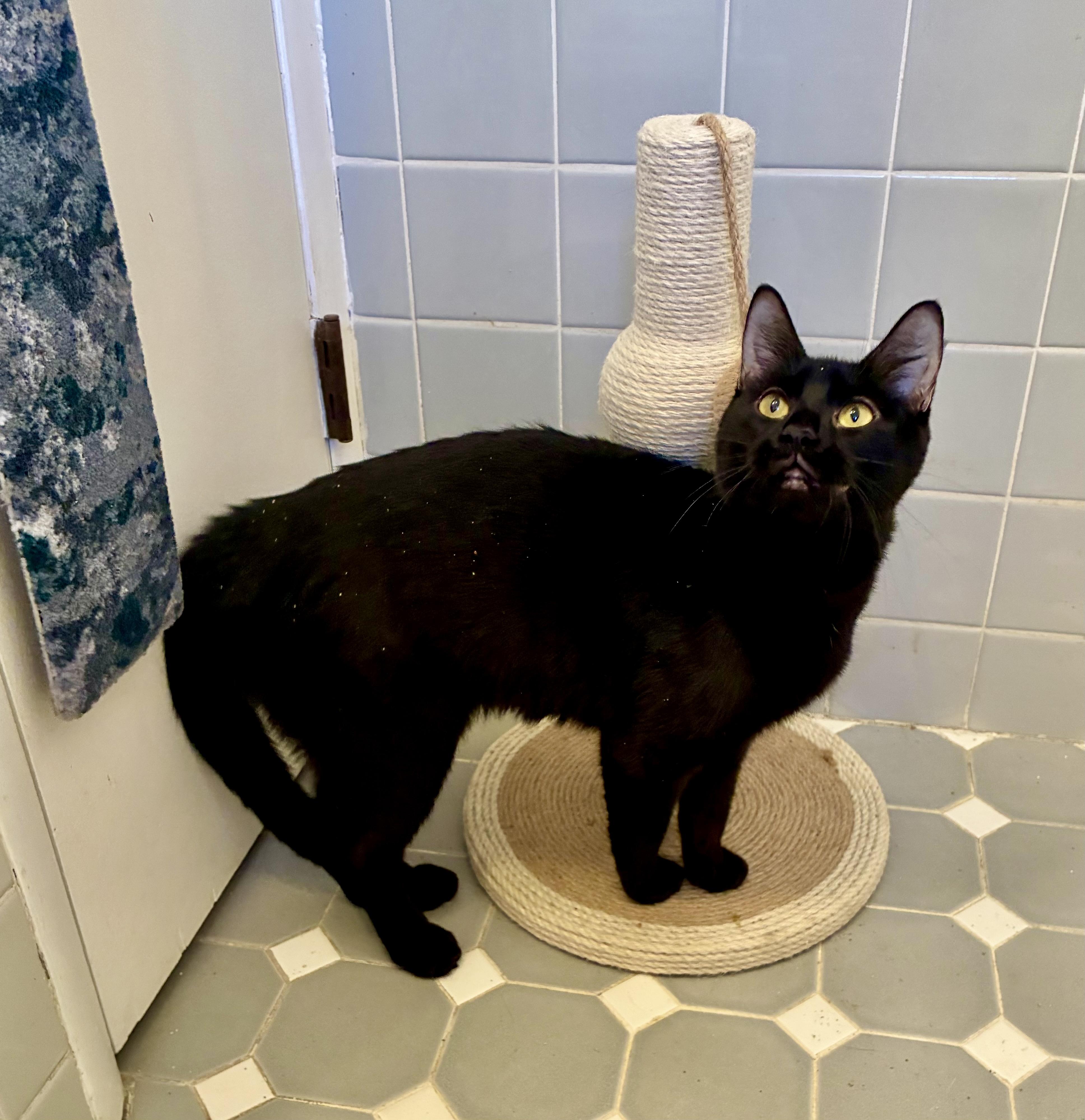 Lucy, a ADOPTABLE Domestic Short Hair in River Edge, NJ image 6/6