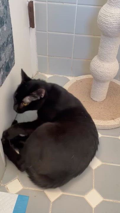 Enlarge Lucy, a ADOPTABLE Domestic Short Hair in River Edge, NJ video 2/6