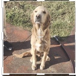 Enlarge Bruce, a ADOPTABLE Golden Retriever in Torrance, CA image 2/3