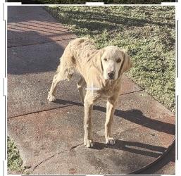Enlarge Bruce, a ADOPTABLE Golden Retriever in Torrance, CA image 3/3