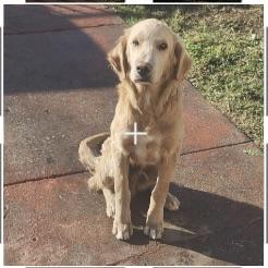 Enlarge Bruce, a ADOPTABLE Golden Retriever in Torrance, CA image 1/3