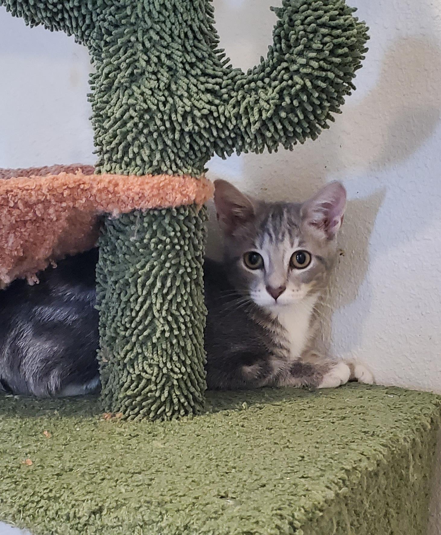 Enlarge Laura, a Adoptable Domestic Short Hair in pensacola, FL image 1/4