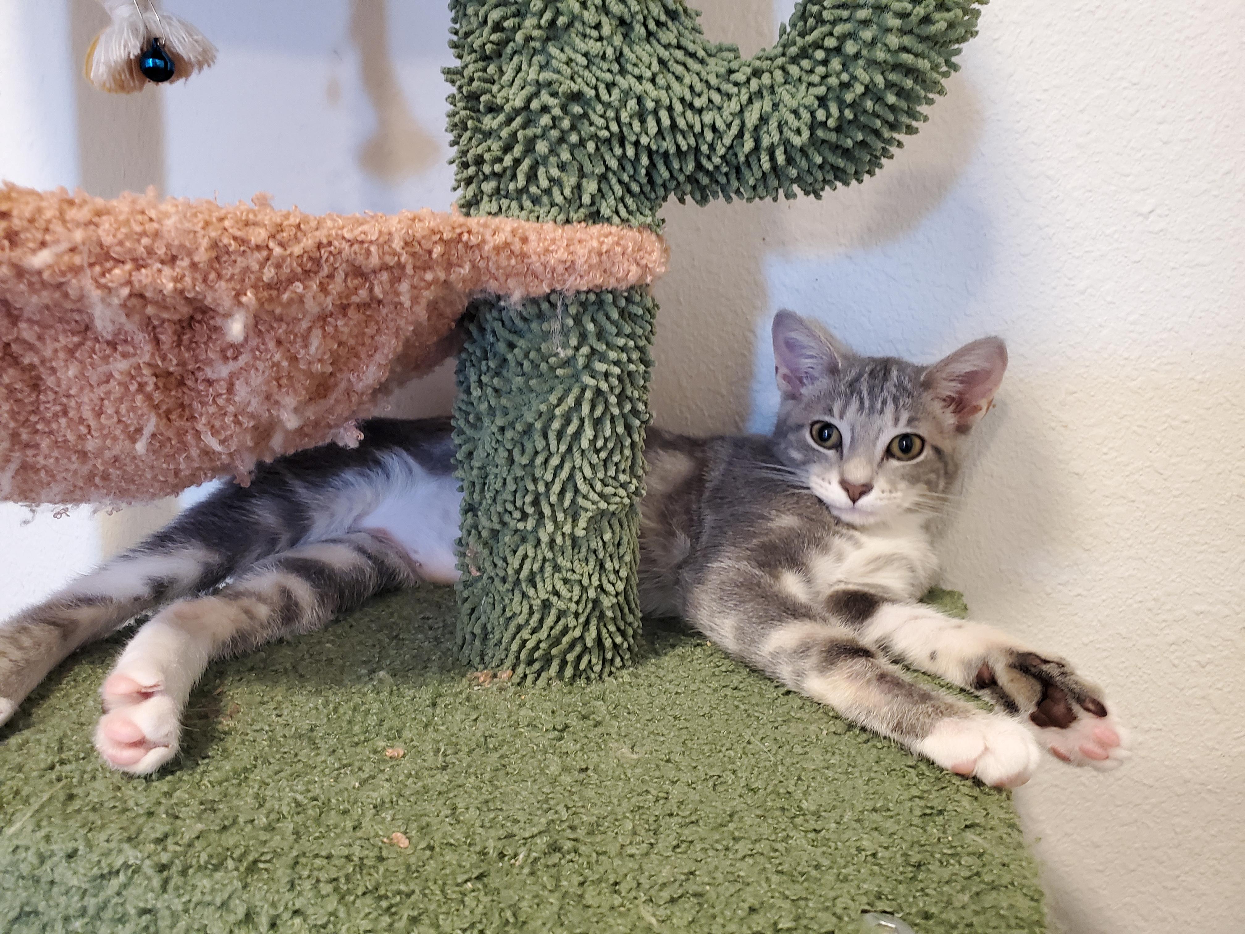 Enlarge Laura, a Adoptable Domestic Short Hair in pensacola, FL image 2/4