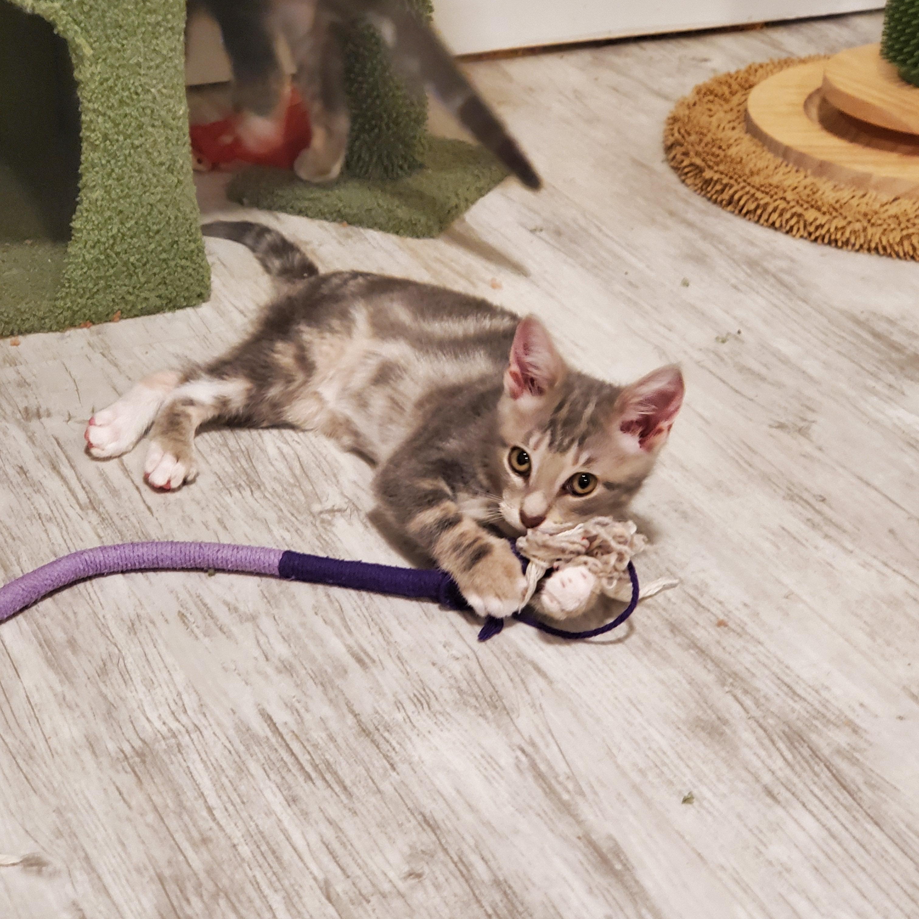 Enlarge Laura, a Adoptable Domestic Short Hair in pensacola, FL image 4/4