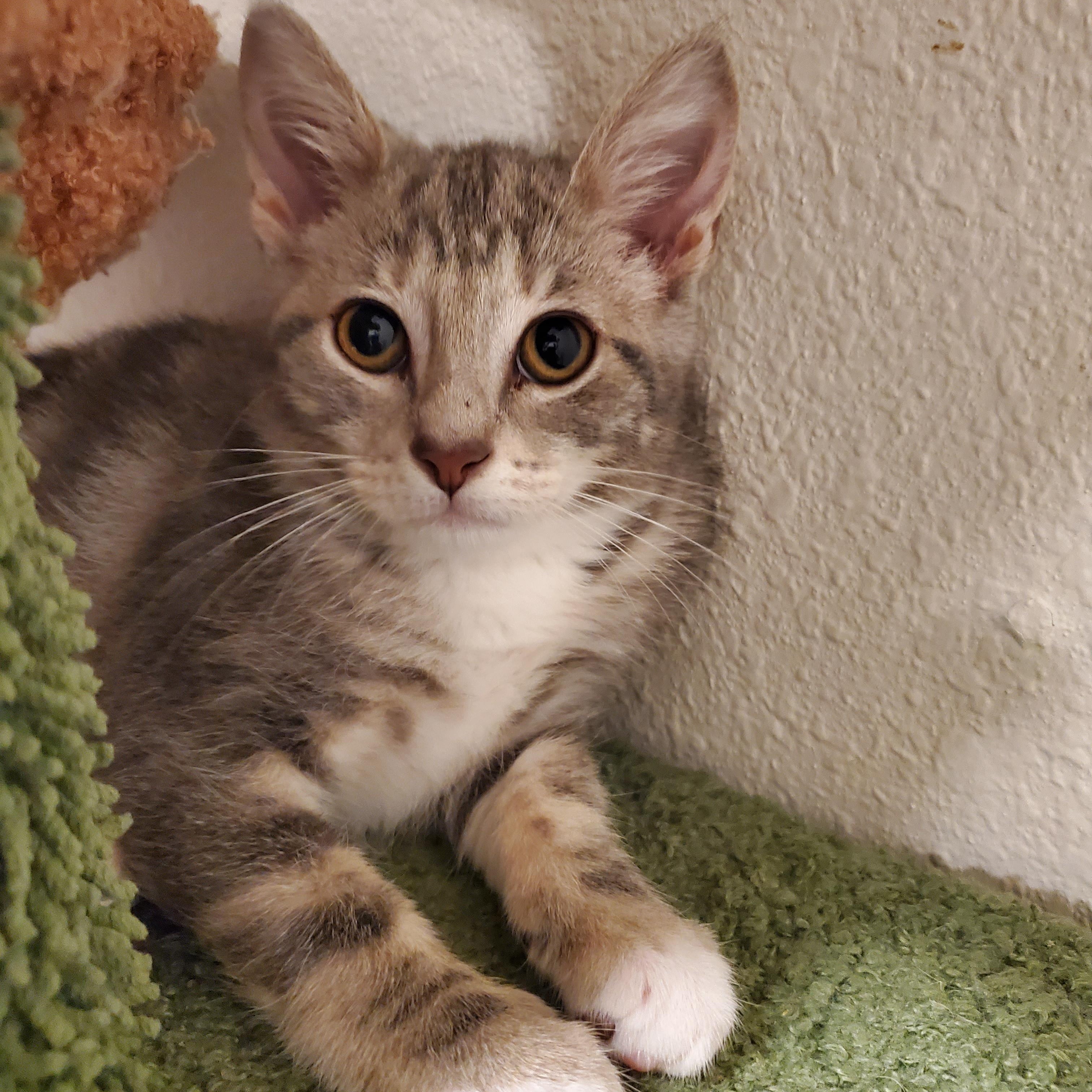 Enlarge Laura, a Adoptable Domestic Short Hair in pensacola, FL image 3/4