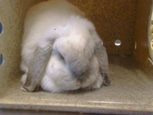 Enlarge CHLOE, a Adoptable Holland Lop in Sacramento, CA image 1/1