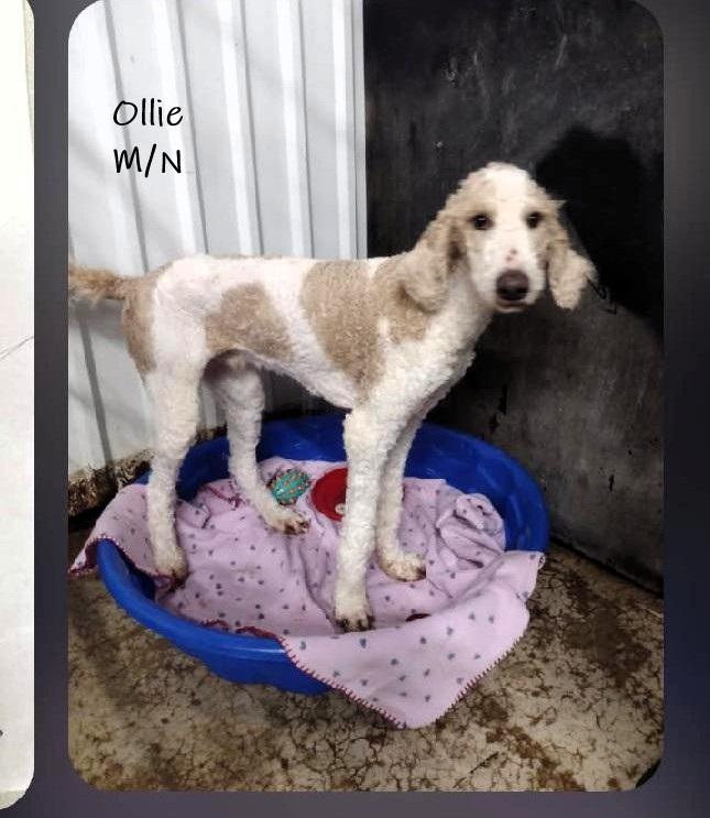 Ollie, an adopted mixed breed in Chardon, OH image 2/4