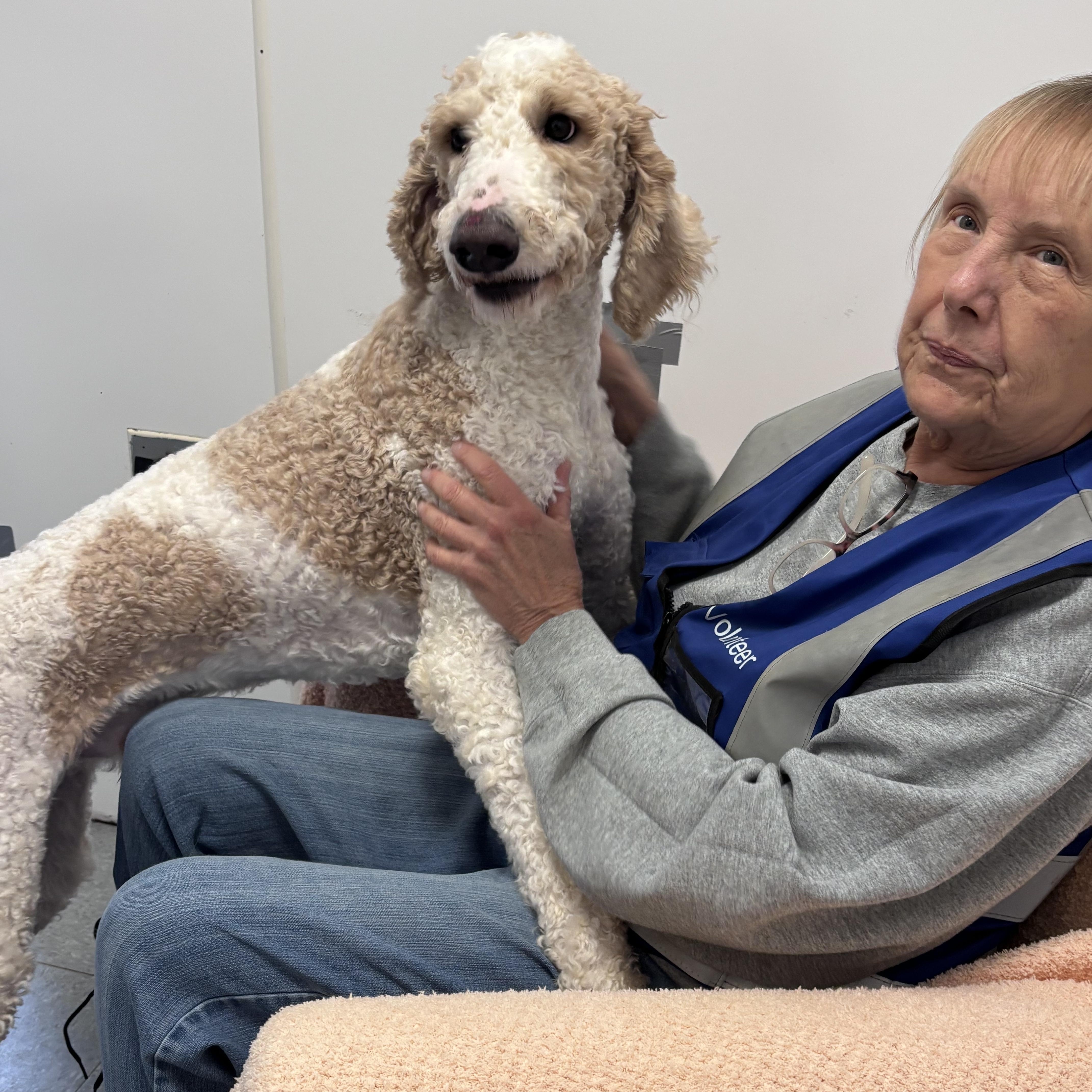 Ollie, an adopted mixed breed in Chardon, OH image 4/4