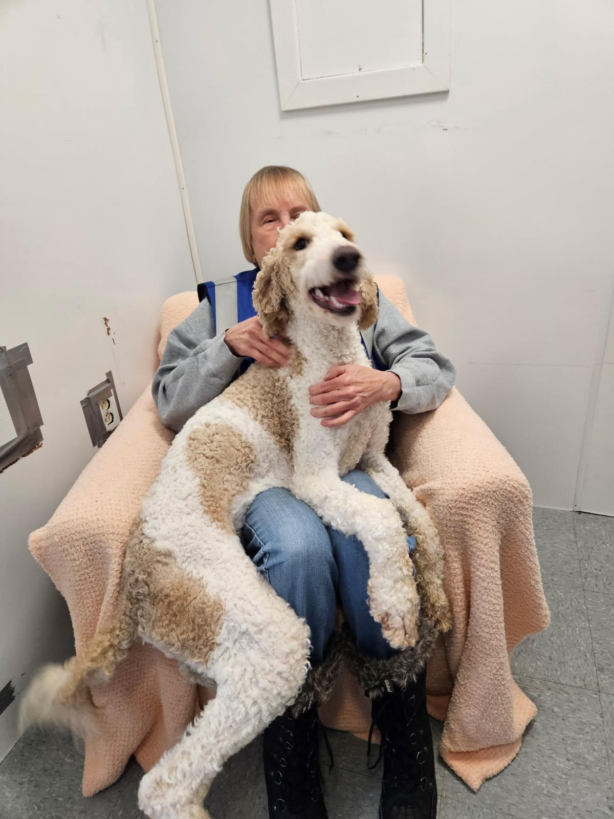 Ollie, an adopted mixed breed in Chardon, OH image 1/4