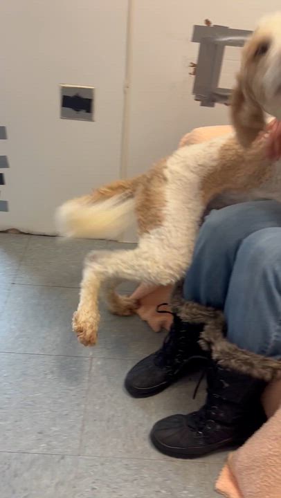 Enlarge Ollie, an adopted mixed breed in Chardon, OH video 3/4