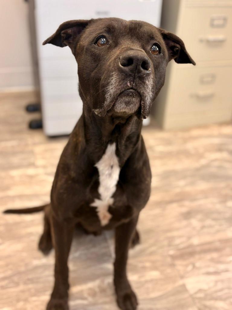 Astro, Adoptable, Adult Male Labrador Retriever & Terrier.