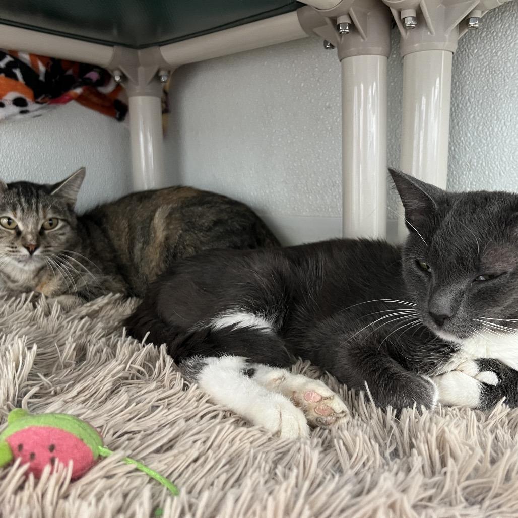 Mama Mia, a Adoptable Domestic Short Hair in Rock Falls, IL image 1/3