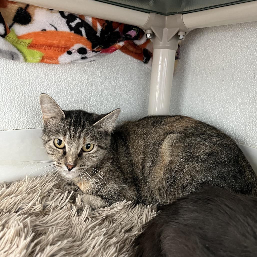 Mama Mia, a Adoptable Domestic Short Hair in Rock Falls, IL image 2/3